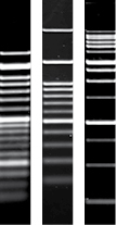 Agarose 11382.jpg